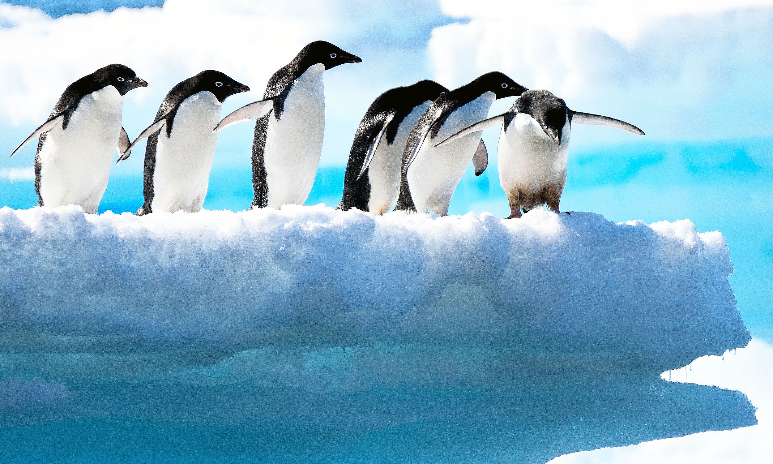 Penguins haveing fun
